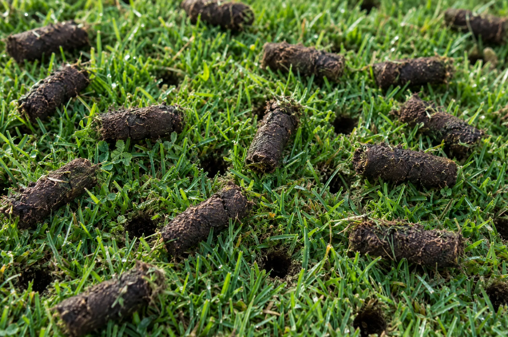 Core aeration soil plugs lying on the surface of a green lawn