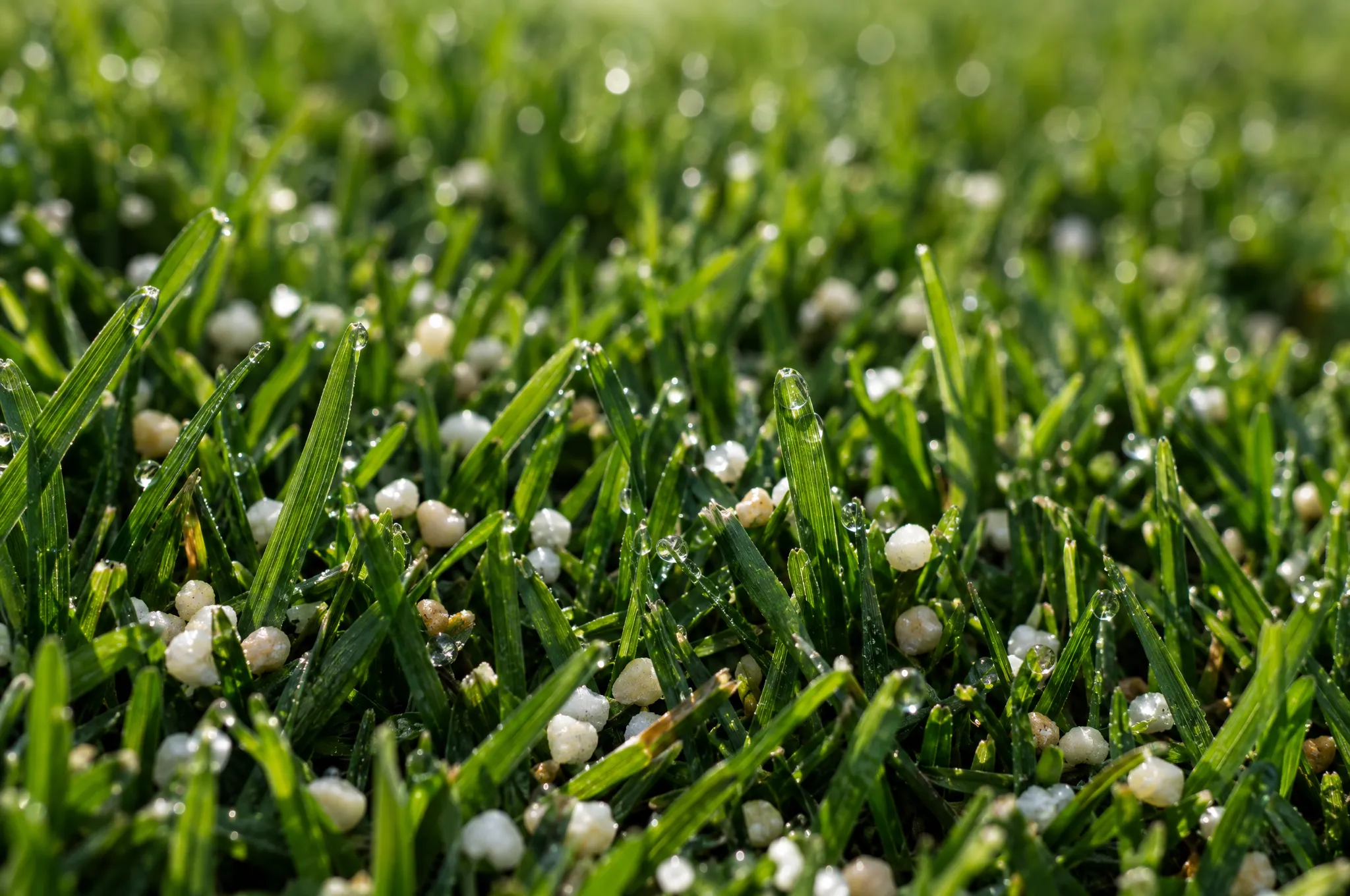 Granular fertilizer scattered across dew-covered grass blades
